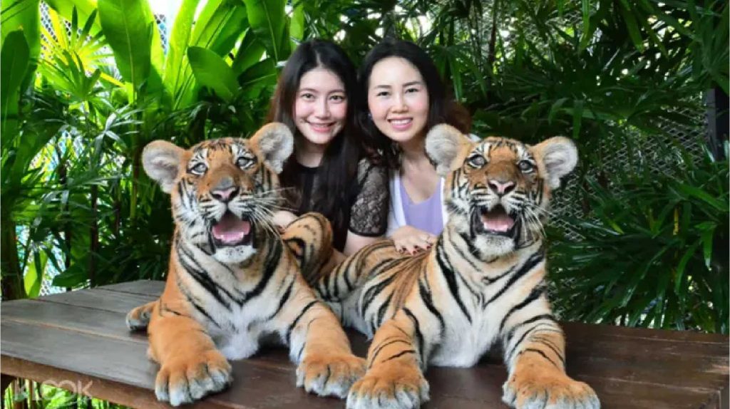 tiger park thailand